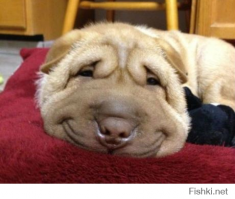 От улыбки хмурый день светлей