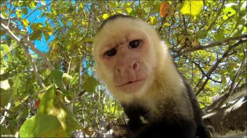 Решил сфотографироваться с обезьянкой 