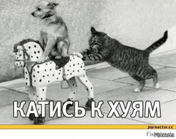 Пойманные с поличным: как испытывают чувство вины кошки и собаки