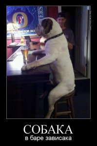 Собаки для поднятия настроения