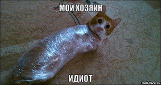 19 животных в свадебных костюмах, которые нашли свою любовь