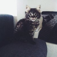 Моя котя Шая :)