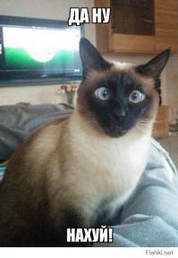  Зеленый кот из Варны