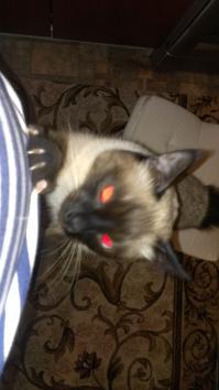 Сяма, роднее всех)