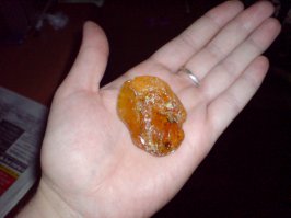  Откуда берется янтарь