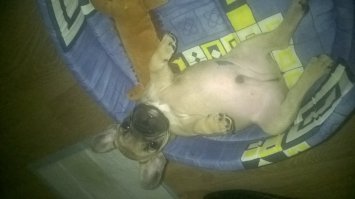 а вот и наш, зовут Тюбик))))