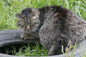 Уличный зверюга