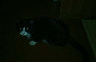 У них не всегда от размера зависит, а как у человека от напора и наглости - у тёщи кошка-глиста ~ 2.5-2.7кг, а крупных котов на даче гоняет будь здоров! Мой довольно крупный ~ 6 кг, только пока ни с кем не дрался, но характер лютый.