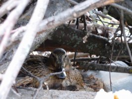 Уточка оккупировала кучу мусора на даче . . .