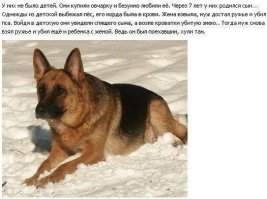 Умер человек. Его пес рядом лег и тоже умер