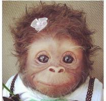 Детёнки - зверёнки