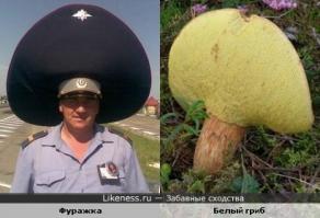 Самые интересные и необычные места для сбора грибов 