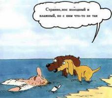 Жизнь на затонувшем корабле