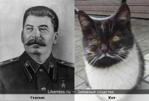 Самый сердитый кот в мире