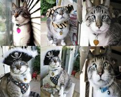 Косоглазый котик по кличке Спанглс :)