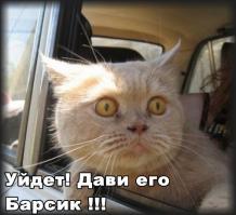 Водитель проехал 18 километров со сбитым пуделем 