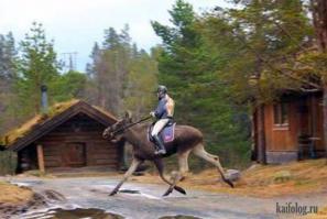 25 самых неожиданных снимков сервиса Google Street View
