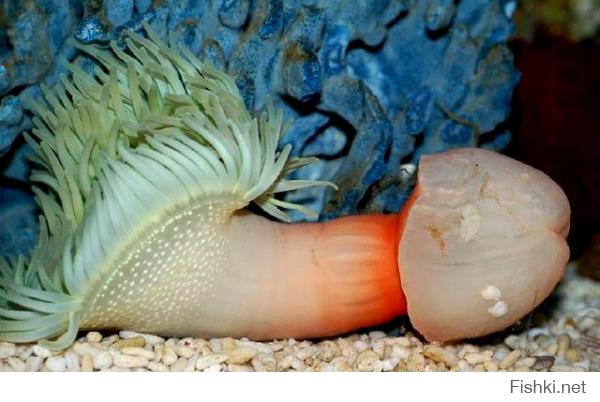  Членистоногие