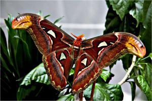 Павлиноглазка Атлас (Attacus atlas) считается одной из самых крупных бабочек мира. Размах крыльев до 24 см.