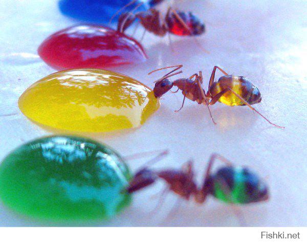 Если муравьев напоить разноцветными напитками