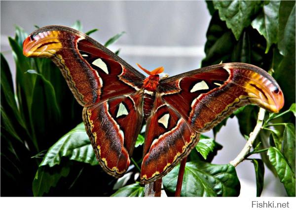 Павлиноглазка Атлас (Attacus atlas) считается одной из самых крупных бабочек мира. Размах крыльев до 24 см.