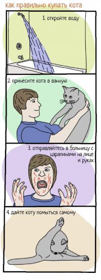 Ну в целом-то правильно котиков надо мыть вот так