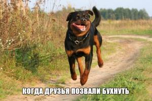 Фишкина солянка за 08.11.2014