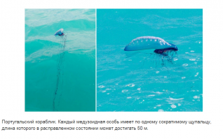 Не с этой херомантией Том Круз сражался в Войне миров?