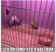 Моргалы выколю!!!