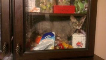 А мне фото шкафа испортили