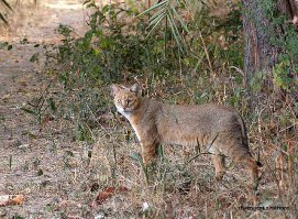 Камышовый это да, сльны зверюги. Только это вот кто:
А у Вас на фотках виверновый кот-рыболов, причём конкретно Джон Дэвис.