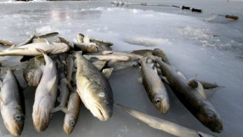 навага с корьшкой