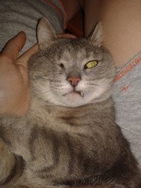 это мои бойцы! Первого нашла на улице - мудак сбил какой-то - 2 года уже живет со мной. Второго - мелкого нашла неделю назад.
Оба с боевыми травмами, мои сладкие бойцы!!!!