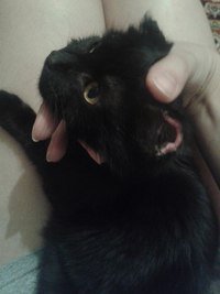 это мои бойцы! Первого нашла на улице - мудак сбил какой-то - 2 года уже живет со мной. Второго - мелкого нашла неделю назад.
Оба с боевыми травмами, мои сладкие бойцы!!!!