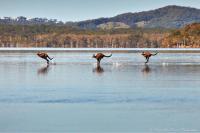 Иисусьи кенгуру