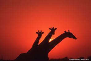 Змей Горыныч))