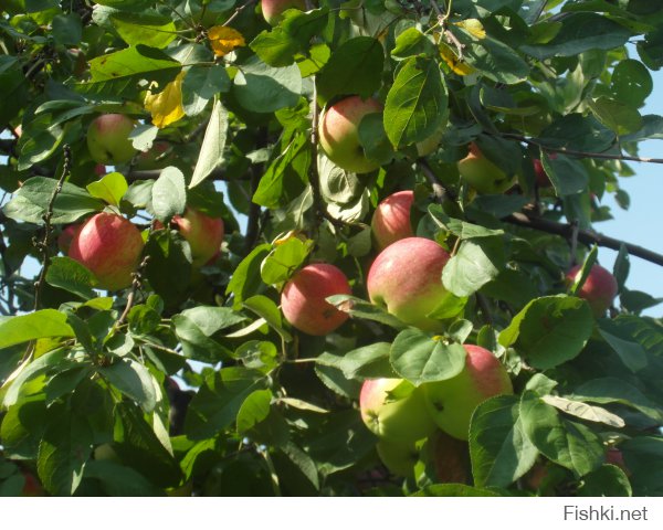 Лето-это здорово!