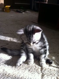 А это Арамис