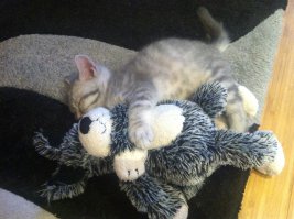 надо бы тоже завести собаку...