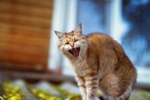 Котоспиритизм