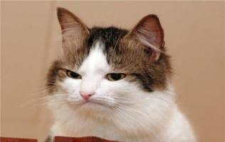 Коты, которые не хотят ни с кем дружить