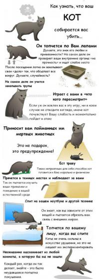 Действительно ли вас любит ваша кошка?