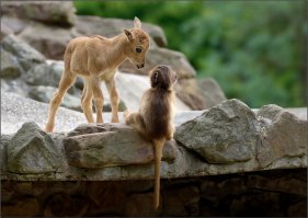По хитрому выражению глаз барашка можно предположить, что обезьянка сейчас отгребет.
