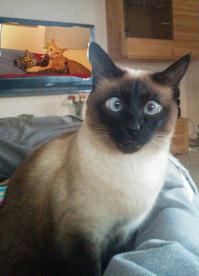 16 котов, которые не ожидали, что вы вернетесь домой так рано