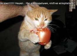 Коты, которых поймали на горячем