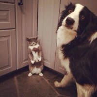 Чему можно поучится у Котэ
