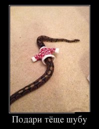 Просто смешные картинки с подписями