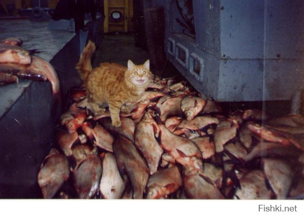Рыжий кот в аэропорту Владивостока съел деликатесов на 1100 долларов