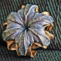 15 самых больших животных-рекордсменов