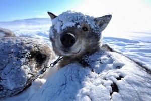 На первой фотке, песик так мило улыбается)))